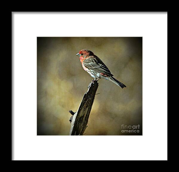 House Finch Framed Print featuring the photograph House Finch by Elizabeth Winter