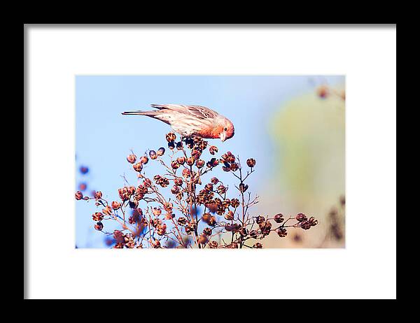 House Finch Framed Print featuring the photograph House Finch by Ram Vasudev