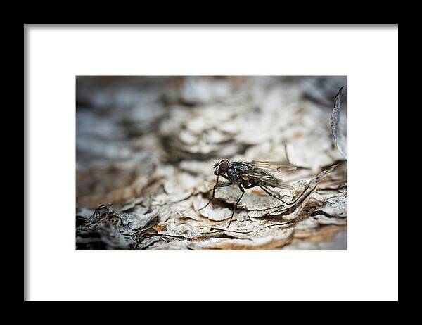 Fly Framed Print featuring the photograph House Fly by Chevy Fleet