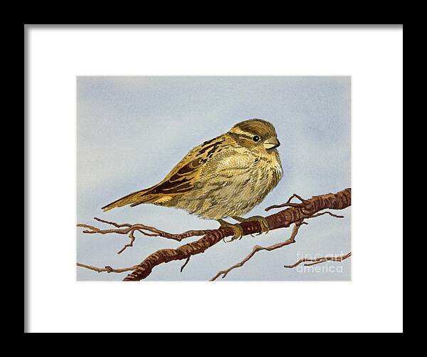  Sparrow Framed Print featuring the painting House Sparrow by Norma Appleton