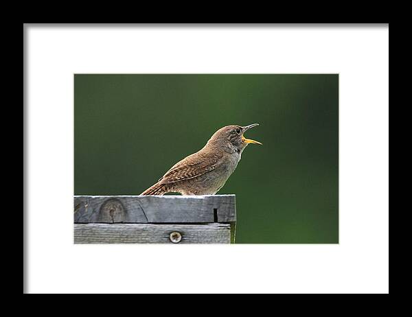 House Wren Framed Print featuring the photograph House Wren Stony Brook New York by Bob Savage