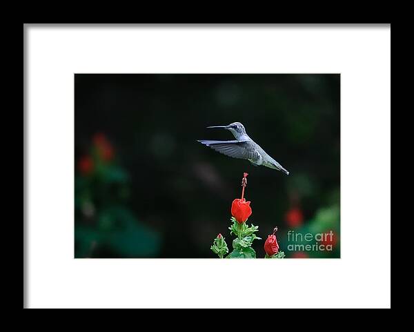 Hover Framed Print featuring the photograph Hover by Charles Dobbs