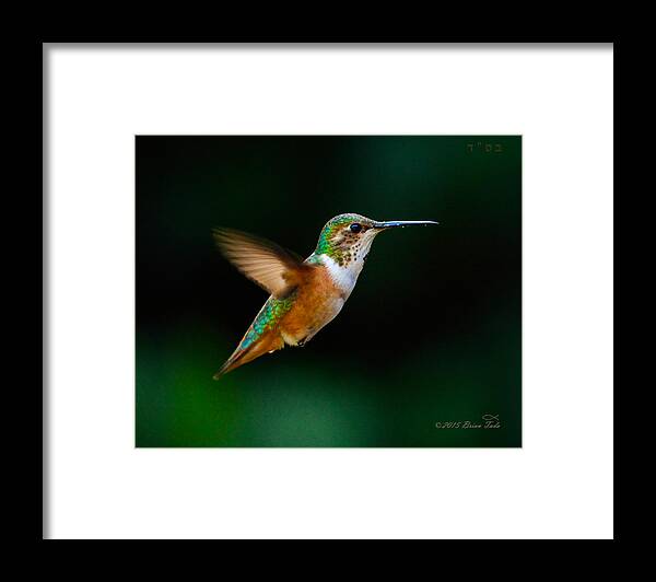Allen's Hummingbird Framed Print featuring the photograph Hovering Allen's Hummingbird by Brian Tada
