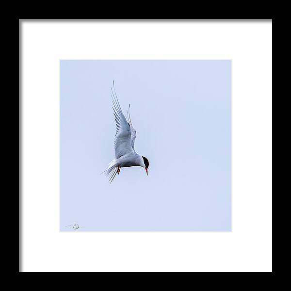 Hovering Arctric Tern Framed Print featuring the photograph Hovering Arctic Tern by Torbjorn Swenelius