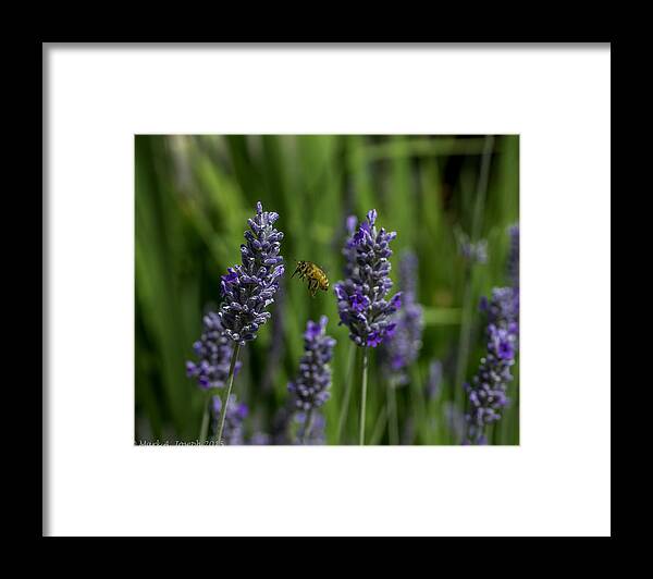Flowers Framed Print featuring the photograph Hovering Bee by Mark Joseph