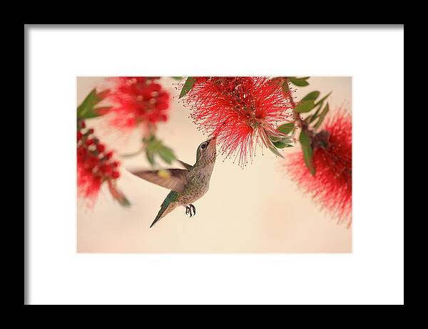 Hummingbird Framed Print featuring the photograph Hovering Hummingbird by Penny Meyers