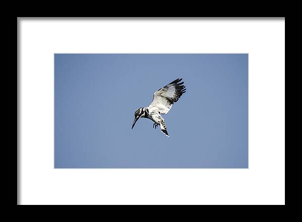 Kingfisher Framed Print featuring the photograph Hovering Of White Pied Kingfisher by Manjot Singh Sachdeva