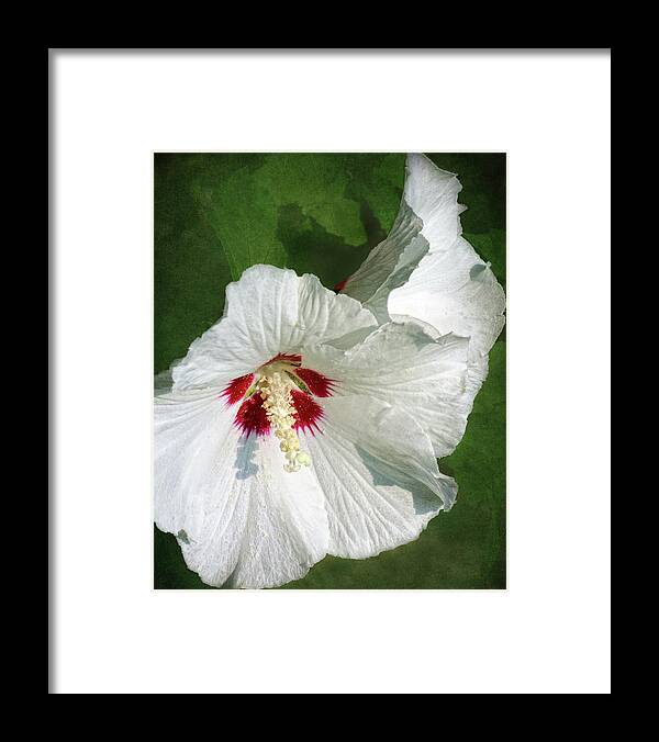 White Hibiscus Framed Print featuring the photograph How Much by Kathi Mirto