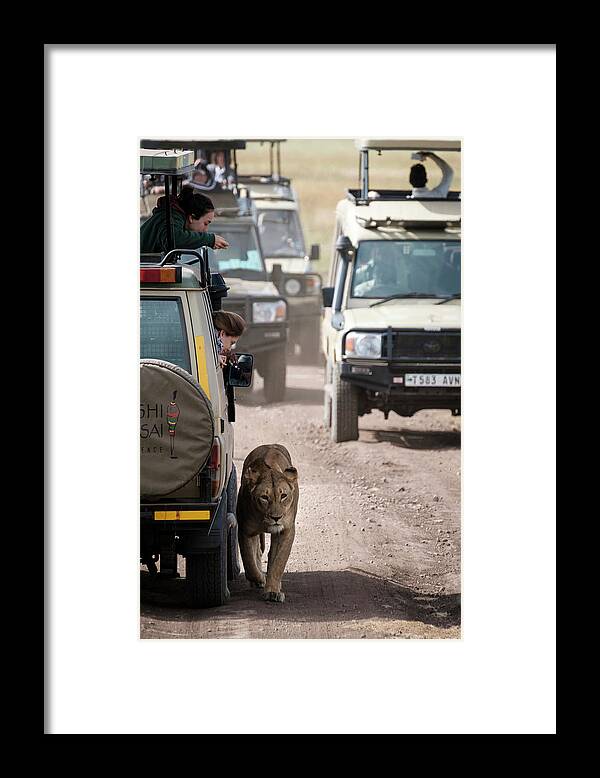 Africa Framed Print featuring the photograph How to Find a Lion in the Serengeti by Mary Lee Dereske