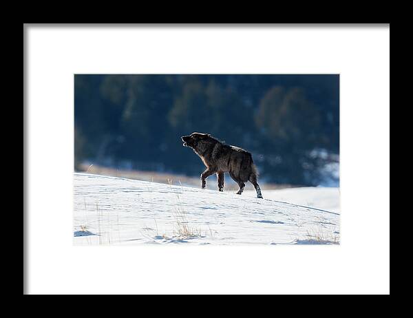 Mark Miller Photos Framed Print featuring the photograph Howling Black Yearling Wolf by Mark Miller