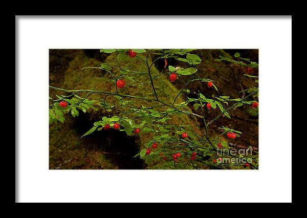 Huckleberry Framed Print featuring the photograph Huckelberries-Signed-#6449 by J L Woody Wooden