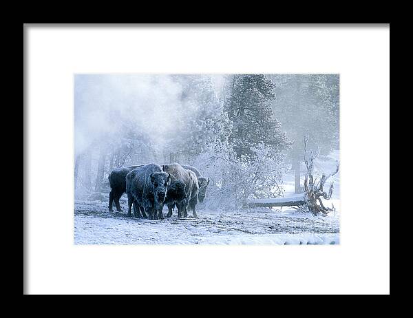 Yellowstone Framed Print featuring the photograph Huddled For Warmth by Sandra Bronstein