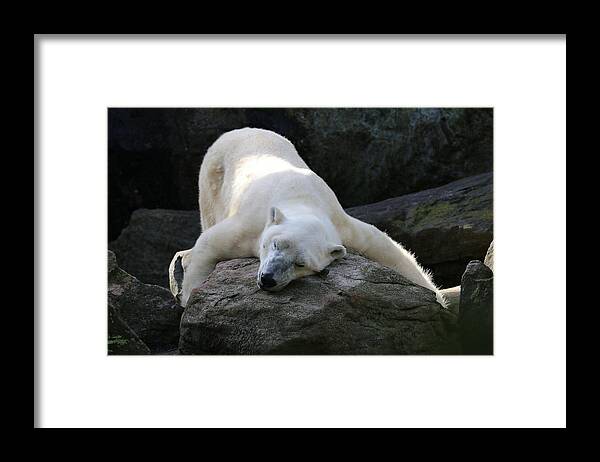Polar Bear Framed Print featuring the photograph Hug A Rock by Living Color Photography Lorraine Lynch