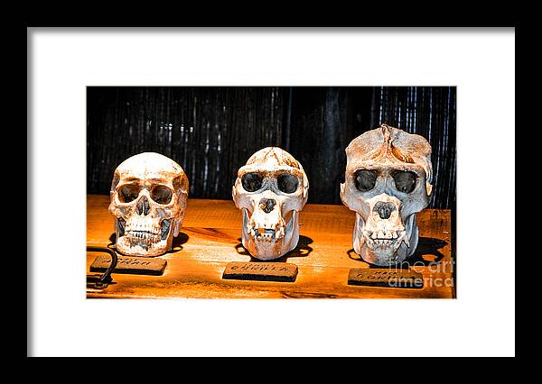 Gorilla Framed Print featuring the photograph Human Female Male Gorilla Skulls by Gary Keesler