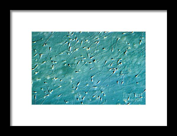 Differential Interference Contrast Microscopy Framed Print featuring the photograph Human Sperm, Dic by M. I. Walker