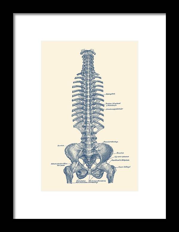 Spinal Cord Framed Print featuring the drawing Human Spine and Pelvis - Simple Diagram - Vintage Anatomy by Vintage Anatomy Prints