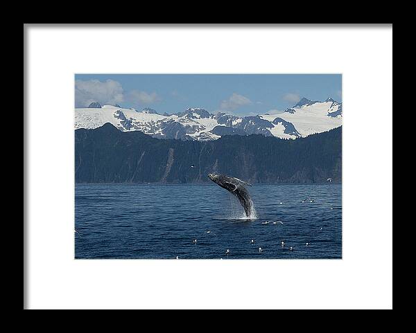 Alaska Framed Print featuring the photograph Humback Whale Full Breach by Ian Johnson