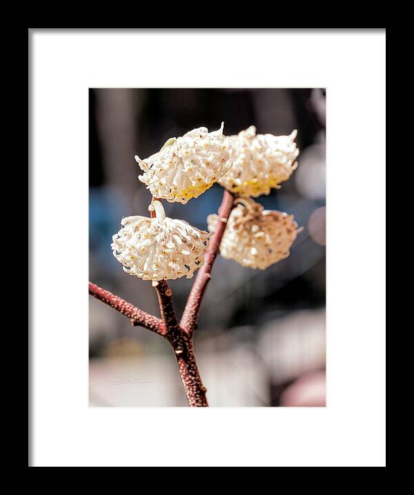 Flowers Framed Print featuring the photograph Humble Chinamen by S Paul Sahm