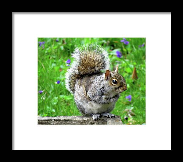 Eastern Grey Squirrels Framed Print featuring the photograph Humble Squirrel by Linda Stern