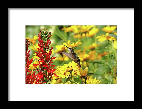 Hummingbird Framed Print featuring the photograph Hummers Love Red by Debbie Oppermann