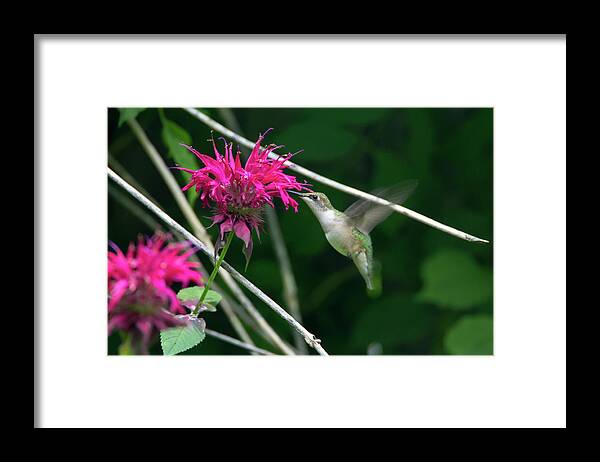 Bird Framed Print featuring the photograph Humming Bird 19 by David Stasiak