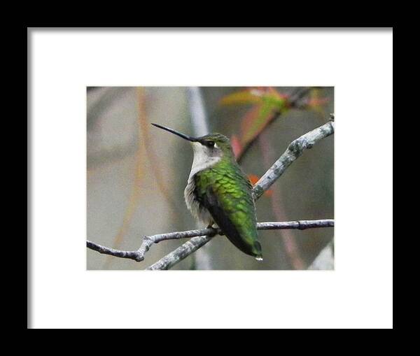 Humming Bird Framed Print featuring the photograph Humming Bird Don't Fly Away by Kathleen Moroney