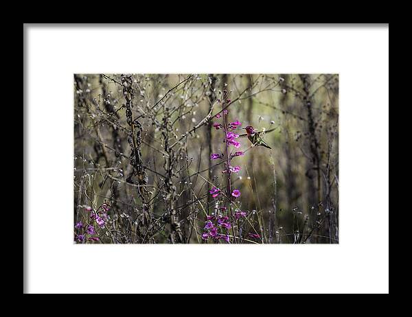 Humming Bird Framed Print featuring the photograph Humming Bird In Nature by Billy Bateman