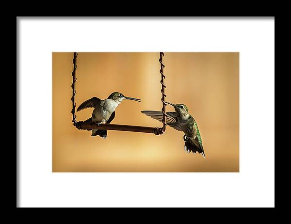 Hummingbird Framed Print featuring the photograph Humming Birds by Allin Sorenson