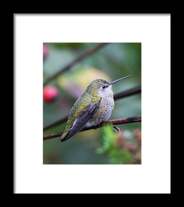 Anna's Hummingbird Framed Print featuring the photograph Hummingbird 4909 by Pamela S Eaton-Ford