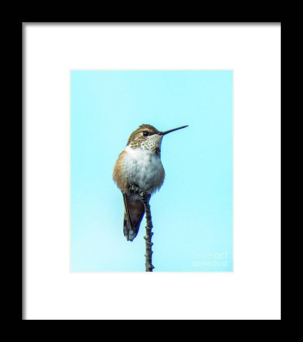 Hummingbird Framed Print featuring the photograph Hummingbird 8 by Christy Garavetto