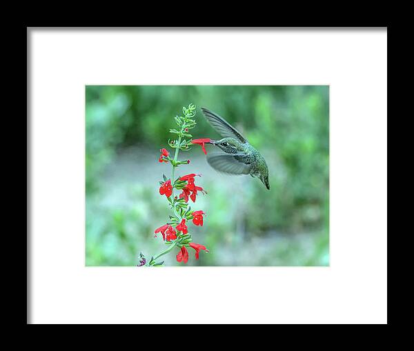 Hummingbird Framed Print featuring the photograph Hummingbird 8673 by Tam Ryan