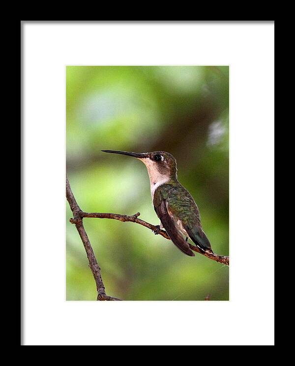 5x7 Framed Print featuring the photograph Hummingbird - Afternoon Ruby by Travis Truelove