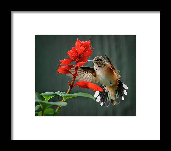 Hummingbird Framed Print featuring the photograph Hummingbird and Flowers by David Soldano