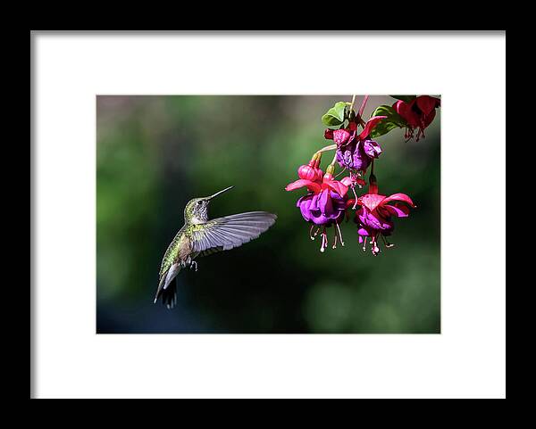 Broad-tailed Framed Print featuring the photograph Hummingbird and Fuscia by Dawn Key