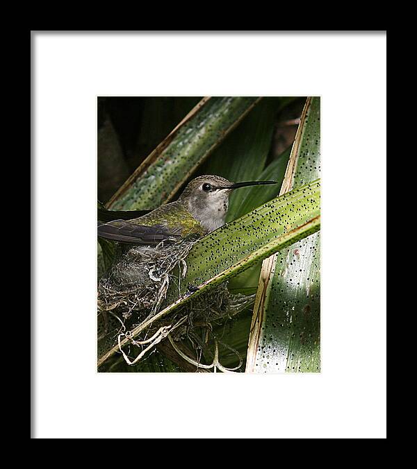 Hummingbird Framed Print featuring the photograph Nesting Anna's Hummingbird by Anthony Jones