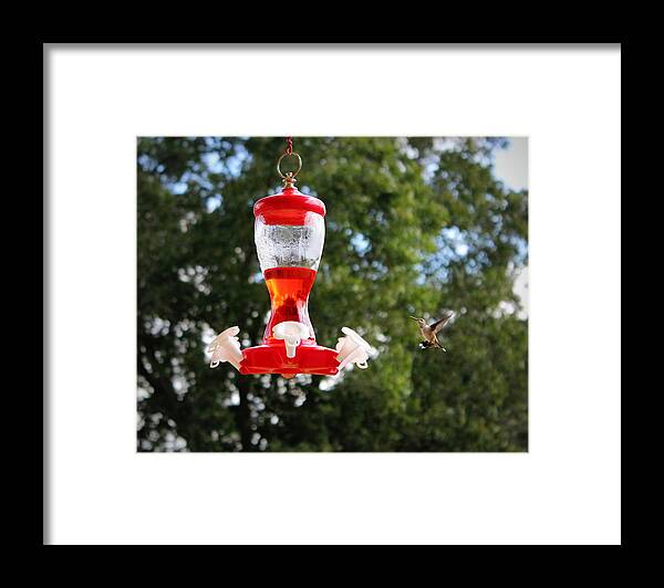 Hummingbird Framed Print featuring the photograph Hummingbird by Beth Vincent