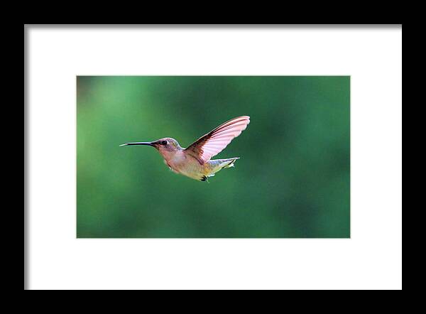 Bird Framed Print featuring the photograph Hummingbird flickering its tongue by Jeff Swan