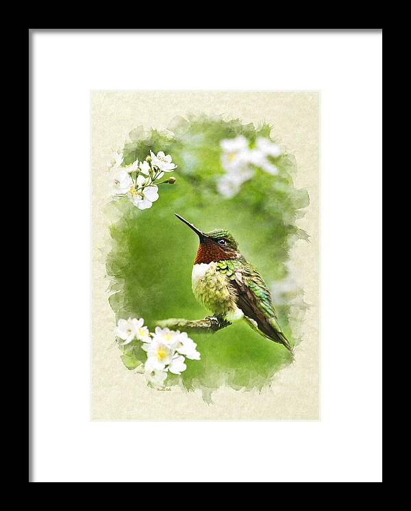 Thank You Framed Print featuring the mixed media Hummingbird Flora and Fauna Blank Note Card by Christina Rollo