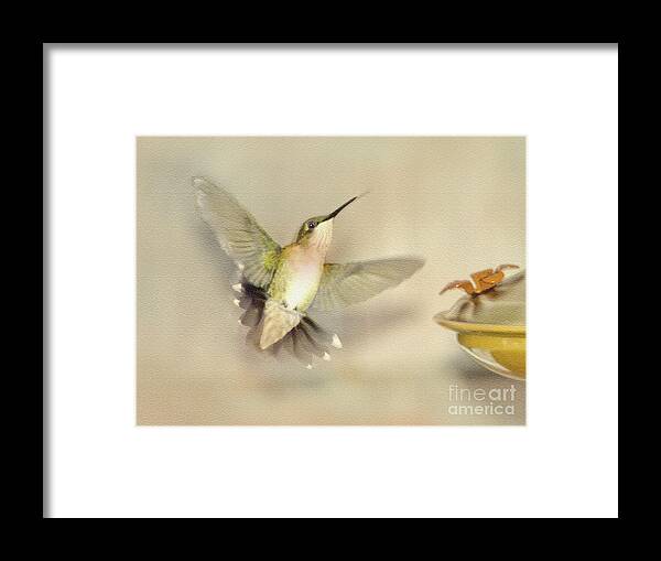 Hummingbird Framed Print featuring the digital art Hummingbird Hovering by Dianne Morgado