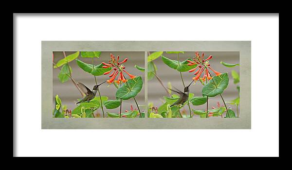Ruby-throated Hummingbird Framed Print featuring the photograph Hummingbird in Afternoon by Sandy Keeton