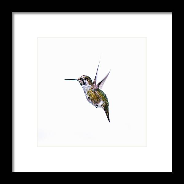 Nature Photography Framed Print featuring the photograph Hummingbird in Flight by E Faithe Lester