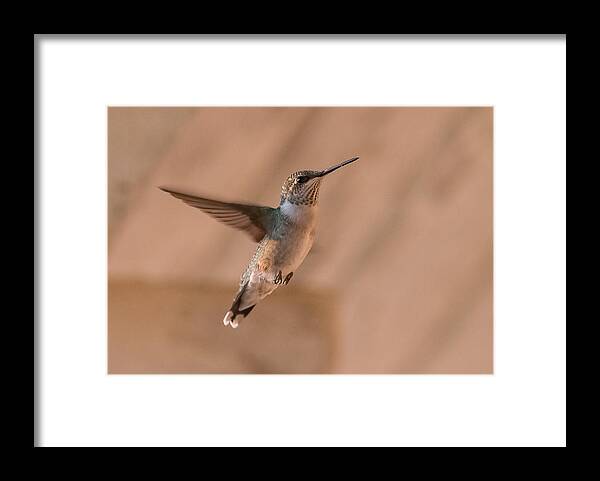 Hummingbird Framed Print featuring the photograph Hummingbird In Flight by Holden The Moment