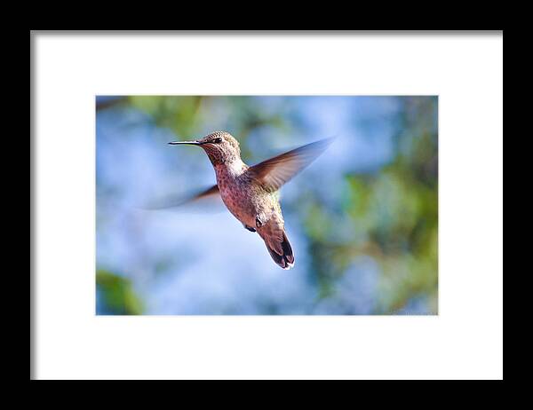 Hummingbirds Framed Print featuring the photograph Hummingbird in Flight by Wendy Carrington