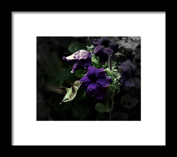 Hummingbird Framed Print featuring the photograph Hummingbird of Hope by Trudi Southerland