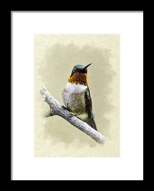 Birthday Framed Print featuring the mixed media Hummingbird Portrait Blank Note Card by Christina Rollo