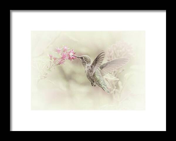Hummingbird Framed Print featuring the photograph Hummingbird Softly by Angie Vogel