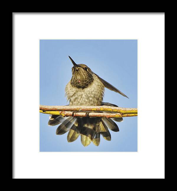 Bird Framed Print featuring the photograph Hummingbird Spreading Wings by Clarence Alford
