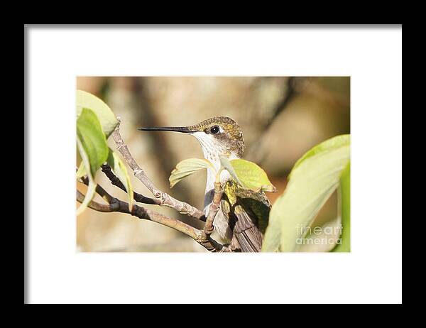 Hummingbird Framed Print featuring the photograph Hummingbird Watching the Watcher by Robert E Alter Reflections of Infinity