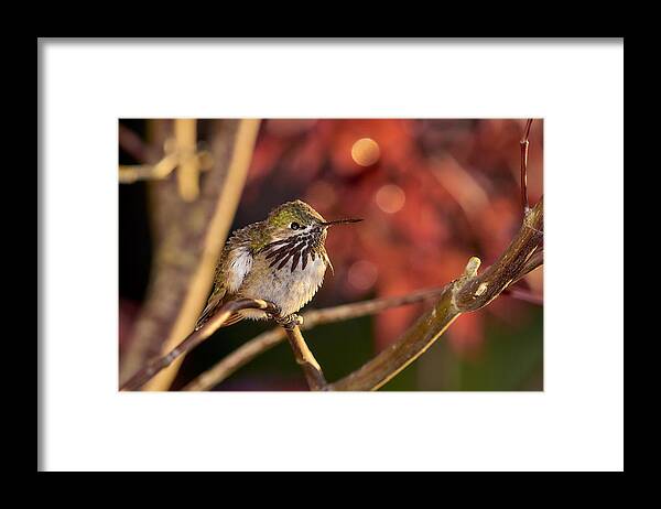 Hummingbird Framed Print featuring the photograph Hummingbird1 by Loni Collins
