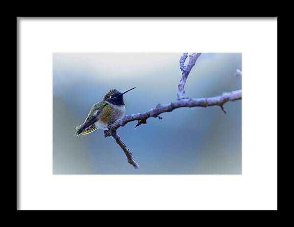 Hummingbird Framed Print featuring the photograph Hummingbird11 by Loni Collins
